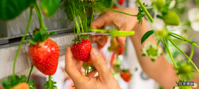 新鮮草莓吃到飽